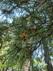 Pinus thunbergii