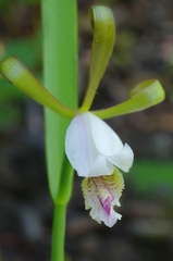Cleistesiopsis bifaria