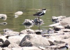 Erythrogonys cinctus