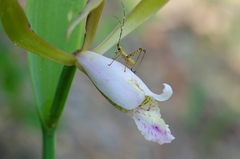 Cleistesiopsis bifaria