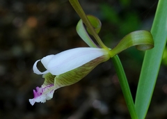Cleistesiopsis bifaria