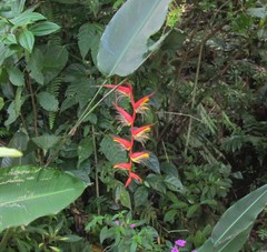 Image of Heliconia nutans