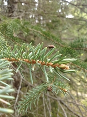 Dendroctonus rufipennis