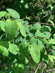 Symphoricarpos albus albus