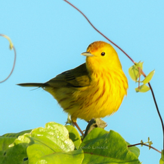 Setophaga petechia rufivertex