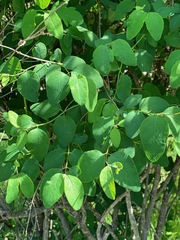 Symphoricarpos albus albus