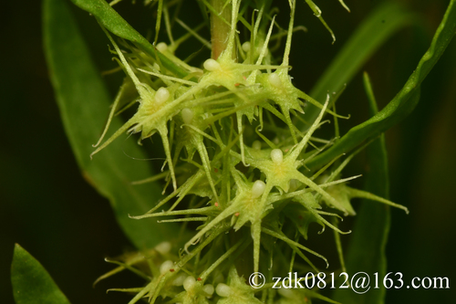 Rumex amurensis iNat (3)