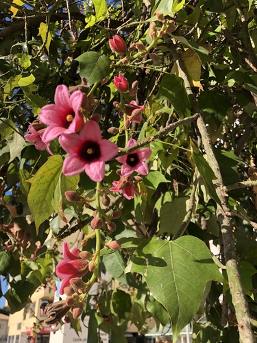 Brachychiton × incarnatus Guymer 3