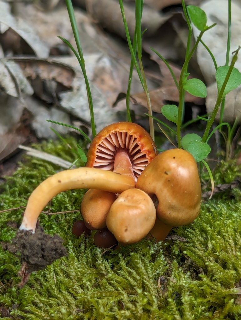 Gliophorus sp. 'TX01'