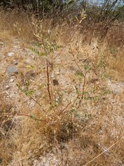 Astragalus lentiginosus maricopae