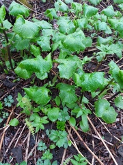 Parasenecio kamtschaticus