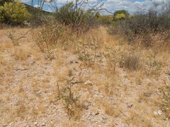 Astragalus lentiginosus maricopae