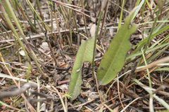 Cryptostylis