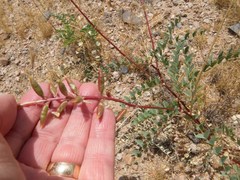 Astragalus lentiginosus maricopae