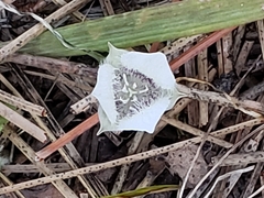 Calochortus elegans
