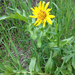 Cutleaf Balsamroot - Photo (c) Rosemary J. Smith, some rights reserved (CC BY-NC), uploaded by Rosemary J. Smith