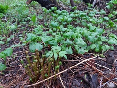 Parasenecio kamtschaticus