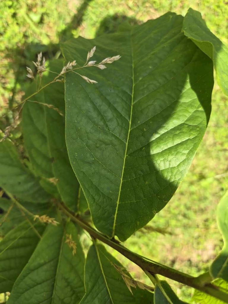 common pawpaw from Henderson County, US-NC, US on June 21, 2024 at 05: ...