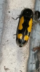 Ptosima gibbicollis