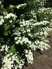 Spiraea nipponica