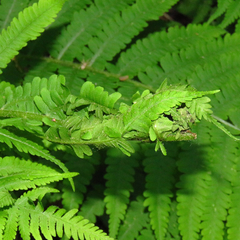 Herpetogramma aeglealis