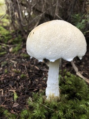 Austroboletus niveus