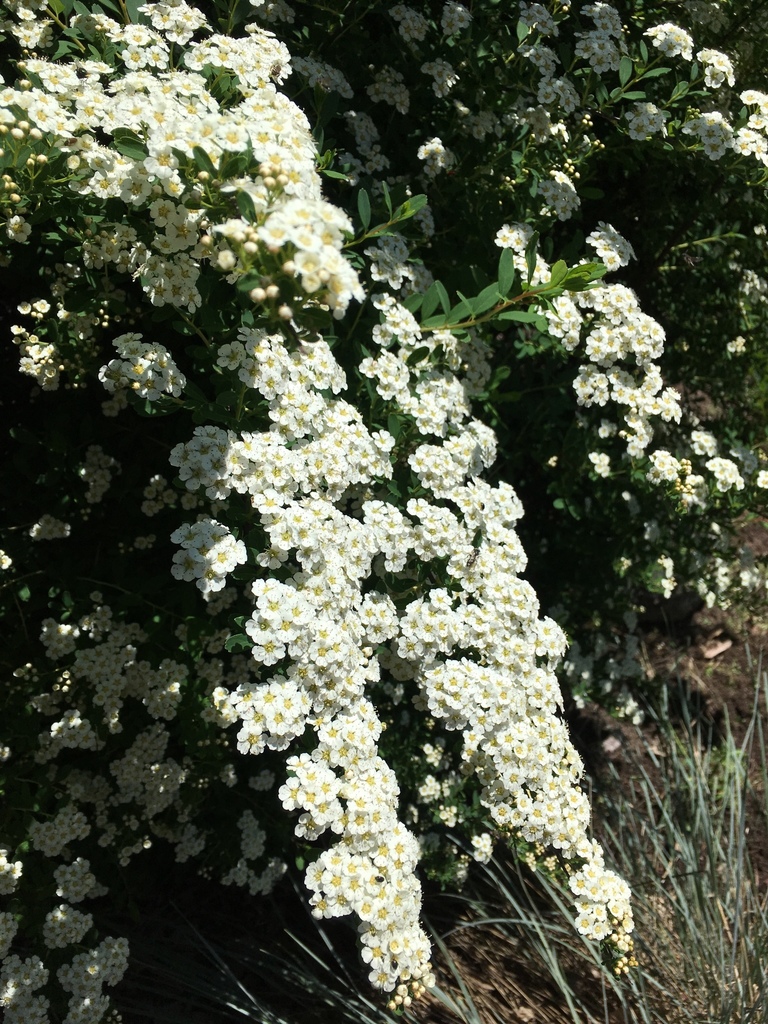 Spiraea nipponica — an easy houseplant, prefers full sun light