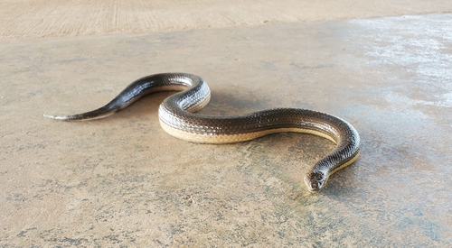 Macleay's Water Snake sighting