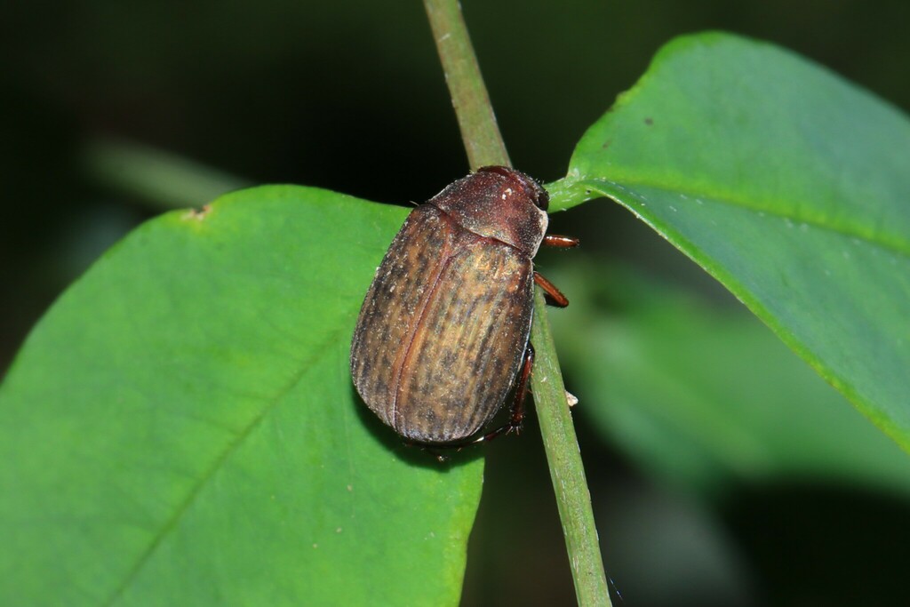Serica adspersa