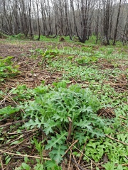 Cirsium kamtschaticum