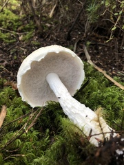 Austroboletus niveus