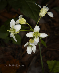 Cardamine concatenata