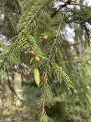 Picea morrisonicola