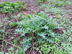 Cirsium kamtschaticum