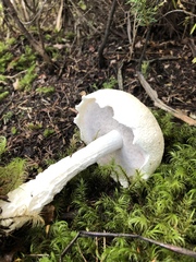 Austroboletus niveus