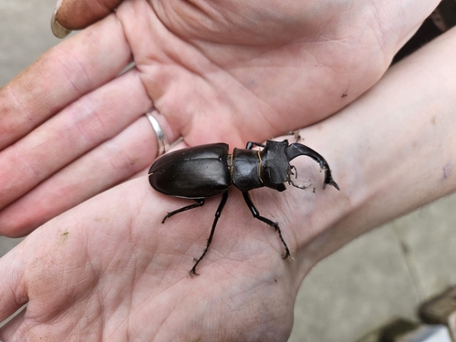 European Stag Beetle, 6581 Malden, Nederland, photo 9 of 10