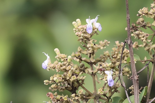 Image of Vitex pinnata by no rights reserved