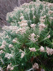 Ozothamnus reticulatus