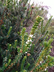 Epacris myrtifolia