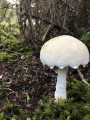 Austroboletus niveus