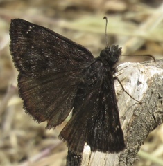 Erynnis pacuvius