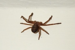 Polybetes rapidus