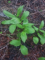 Allium ochotense