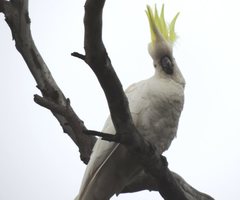 Cacatua galerita