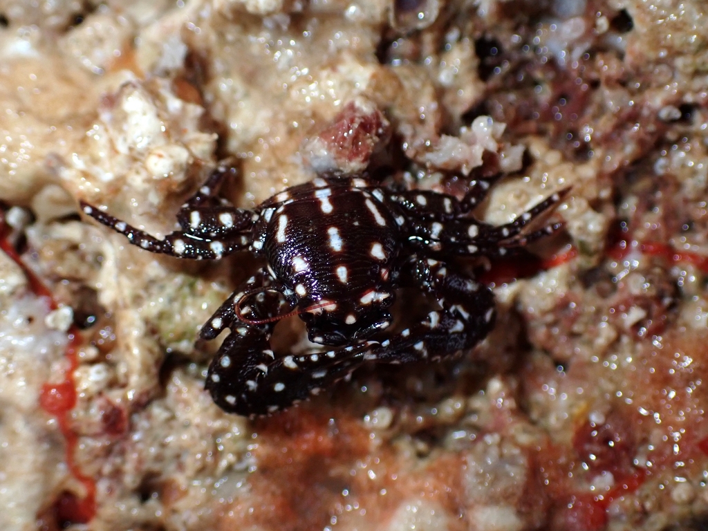 Petrolisthes carinipes