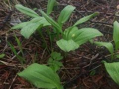Allium ochotense