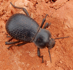 Cryptoglossa infausta