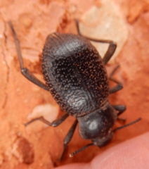 Cryptoglossa infausta