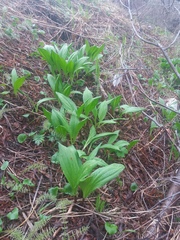 Allium ochotense