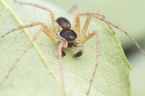 Eurasian Running Crab Spider